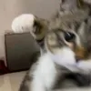yabtifulll