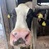 murraysomerville56