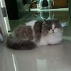 patanhdh1a3