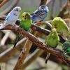 parrotssale.0