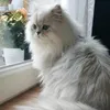 fani43_