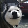 husky.lifestyle