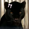 دەروون🐆.