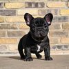 notorious.little