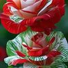 user1821188527901