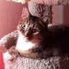 boncat07