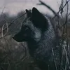 silver_fennec