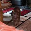 my.cat.is.goofy