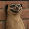 nelereng3