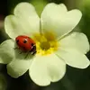 snowy__daisy