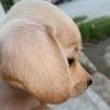 sof_z20