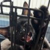 incarceratedcats