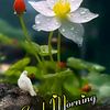 zahid.jameel247