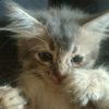 neysha.oshin4