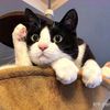 so.funny.pets