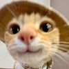 SniffLens