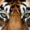 animal nature