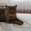 maya.picmuha