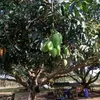 demierucio