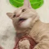 _bantik_meow