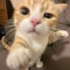 powmeowpowwow