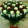 majd6361