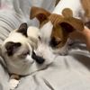 zeus_and_sirius