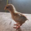 chicktok75