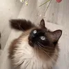 a1shalovesskincare