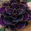 warda.sa8