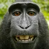 monke8839