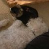 unknown_1522537