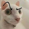 el_gato016