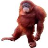 monkeman4319