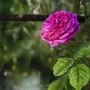 مرتضى الخزعلي مرتضى الخزعلي