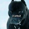 soy.tm.canguro.33
