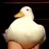 h_plays6