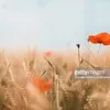 coquelicot.coquel06