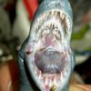 candiru_fish