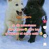 el.lobo3871