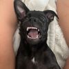 tubpuppy