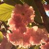 tickleme.pink