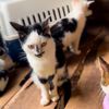 catsrescue.shelte