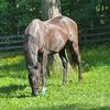 horse_lover1333