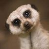 meerkatasmr