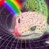 treppygecky
