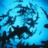oceanlife718