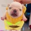 pibble78