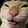 _tepat_
