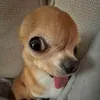 sjisou_l0